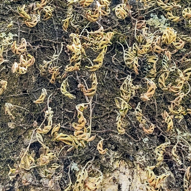 Pleopeltis michauxiana — Resurrection Fern | Native Tennessee Epiphytic Fern, Live Clumpsv