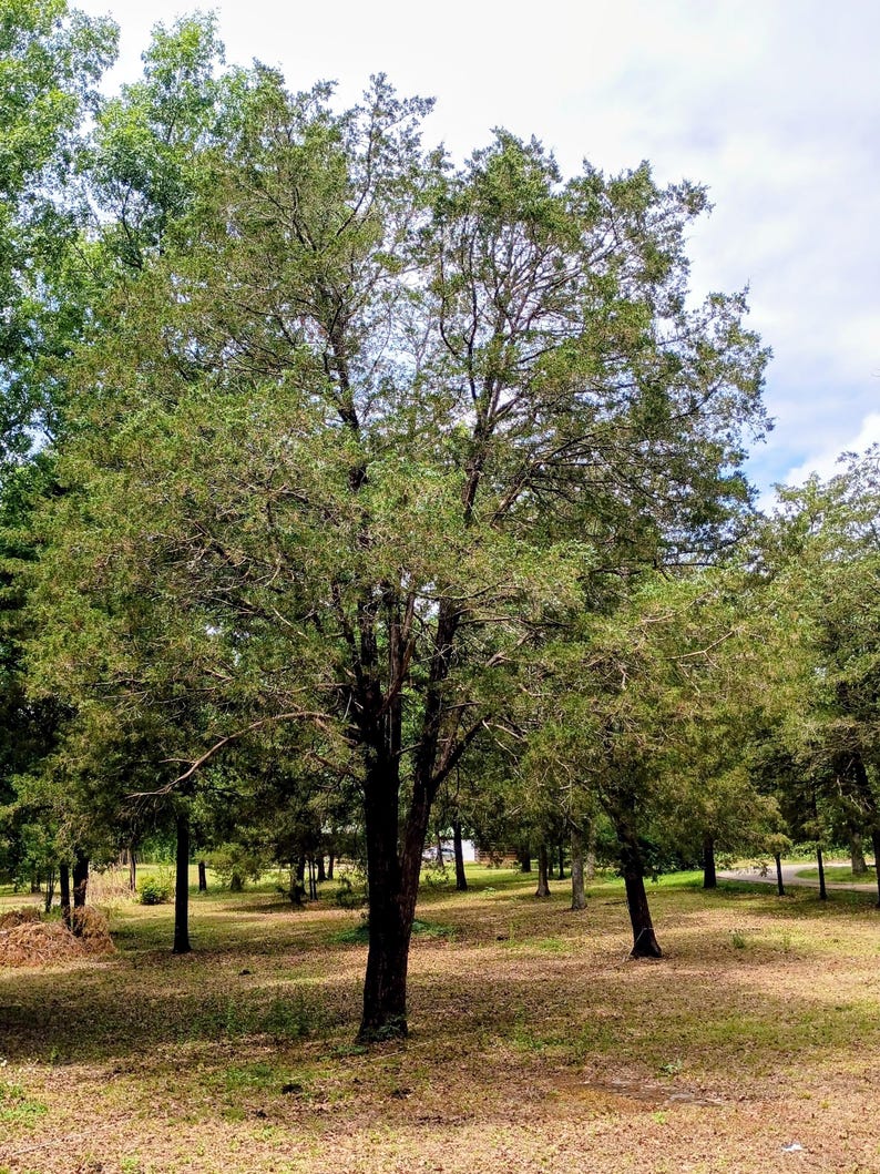 Juniperus virginiana — Eastern Red Cedar | Native Tennessee Evergreen Tree, Live Plant