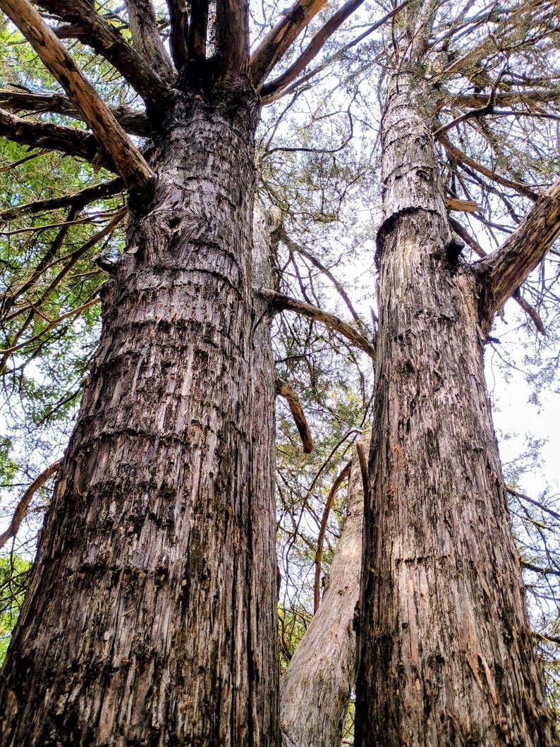 Juniperus virginiana — Eastern Red Cedar | Native Tennessee Evergreen Tree, Live Plant
