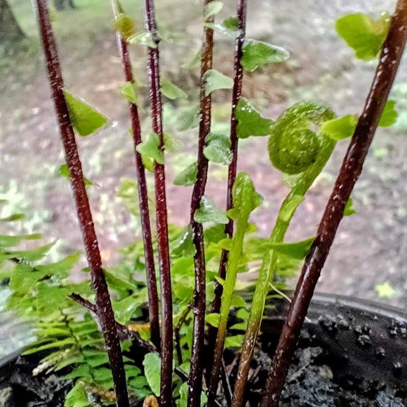 Asplenium platyneuron — Ebony Spleenwort | Native Tennessee Evergreen Fern, Live Plant