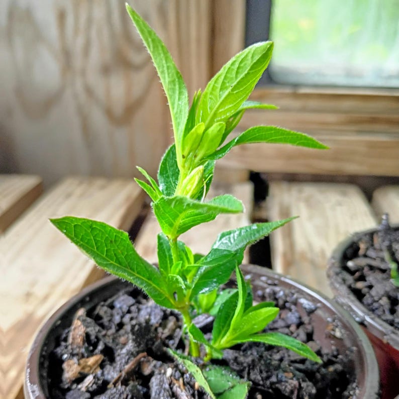 Ruellia caroliniensis — Carolina Wild Petunia | Native Tennessee Perennial, Live Plant