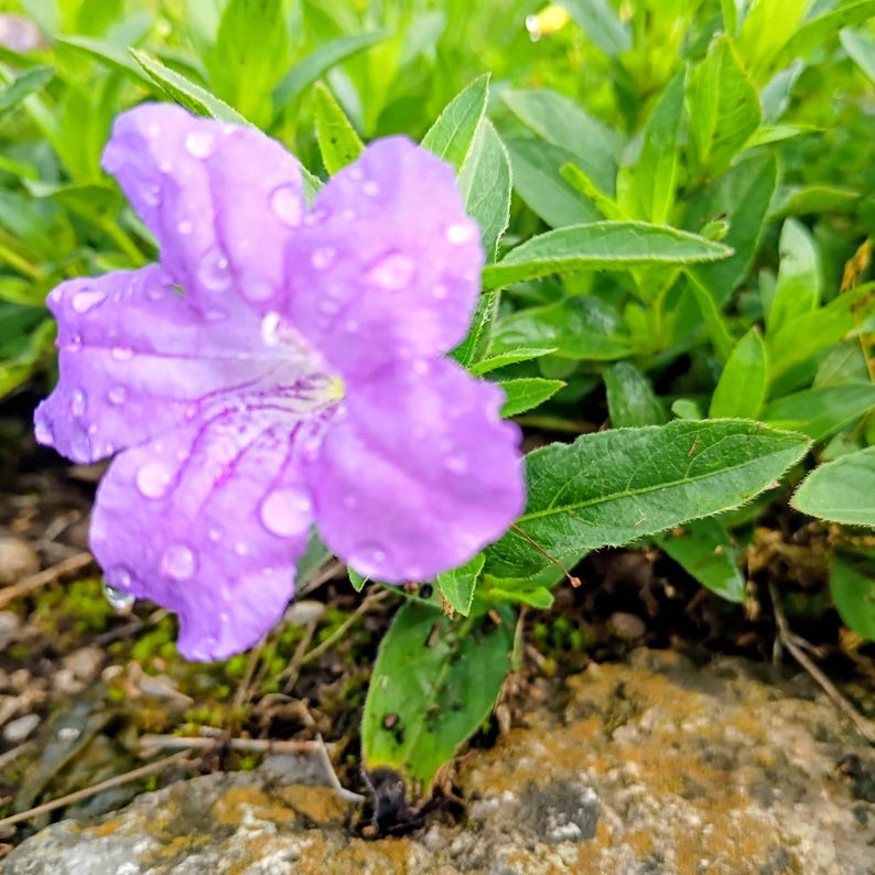 Ruellia caroliniensis — Carolina Wild Petunia | Native Tennessee Perennial, Live Plant