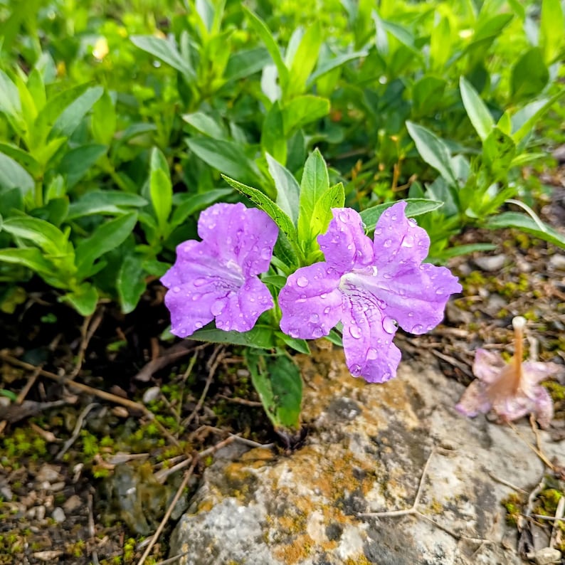 Ruellia caroliniensis — Carolina Wild Petunia | Native Tennessee Perennial, Live Plant