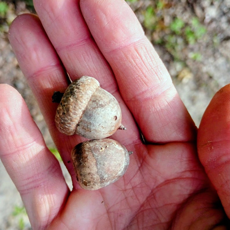 Quercus velutina — Black Oak | Native Tennessee Keystone Tree, Live Plant