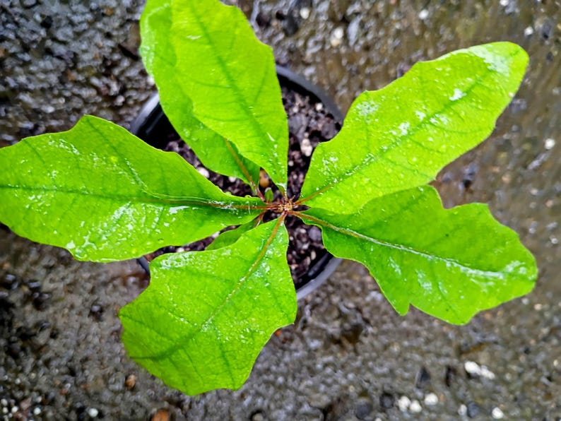Quercus velutina — Black Oak | Native Tennessee Keystone Tree, Live Plant
