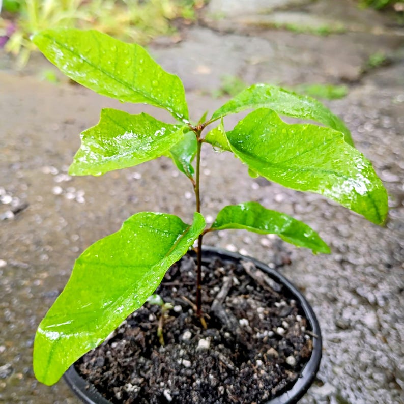 Quercus velutina — Black Oak | Native Tennessee Keystone Tree, Live Plant