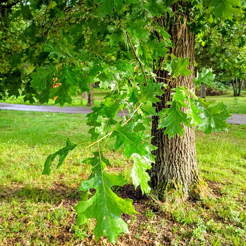 Quercus velutina — Black Oak | Native Tennessee Keystone Tree, Live Plant