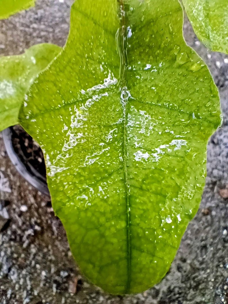 Quercus velutina — Black Oak | Native Tennessee Keystone Tree, Live Plant