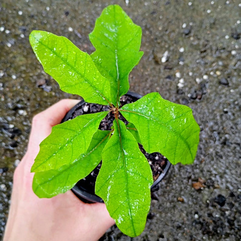 Quercus velutina — Black Oak | Native Tennessee Keystone Tree, Live Plant