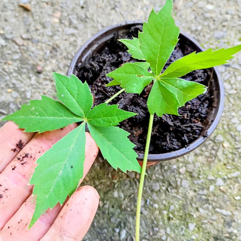 Parthenocissus quinquefolia — Virginia Creeper | Native Tennessee Vine, Live Plant