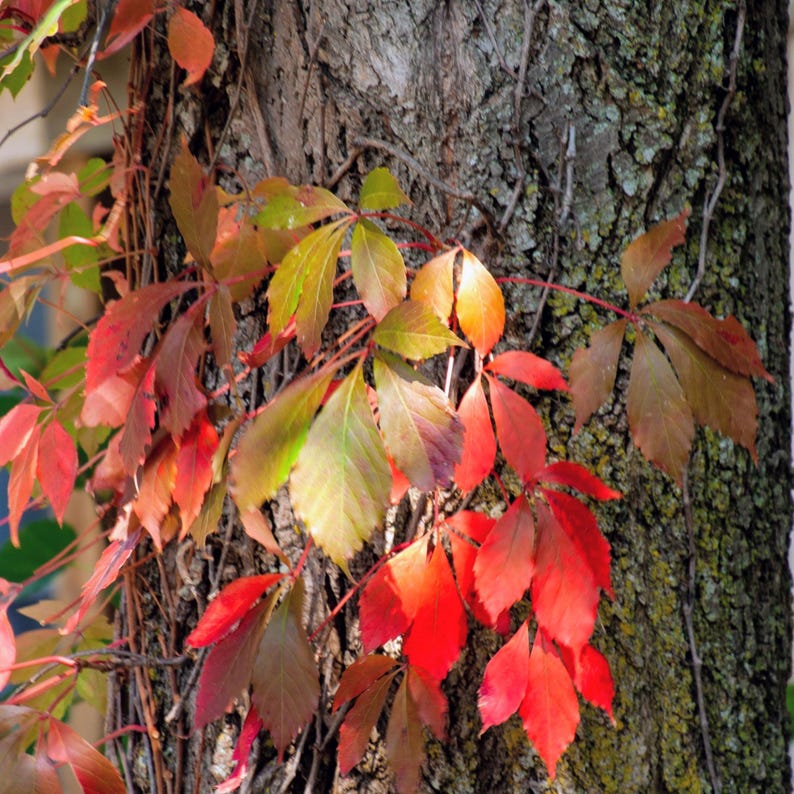 Parthenocissus quinquefolia — Virginia Creeper | Native Tennessee Vine, Live Plant