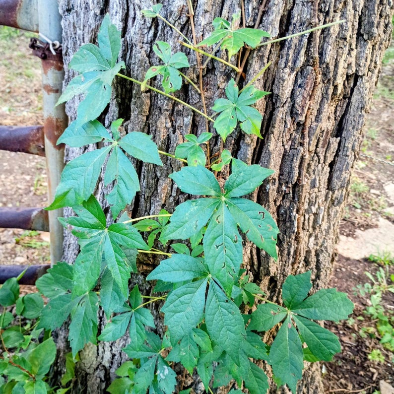 Parthenocissus quinquefolia — Virginia Creeper | Native Tennessee Vine, Live Plant