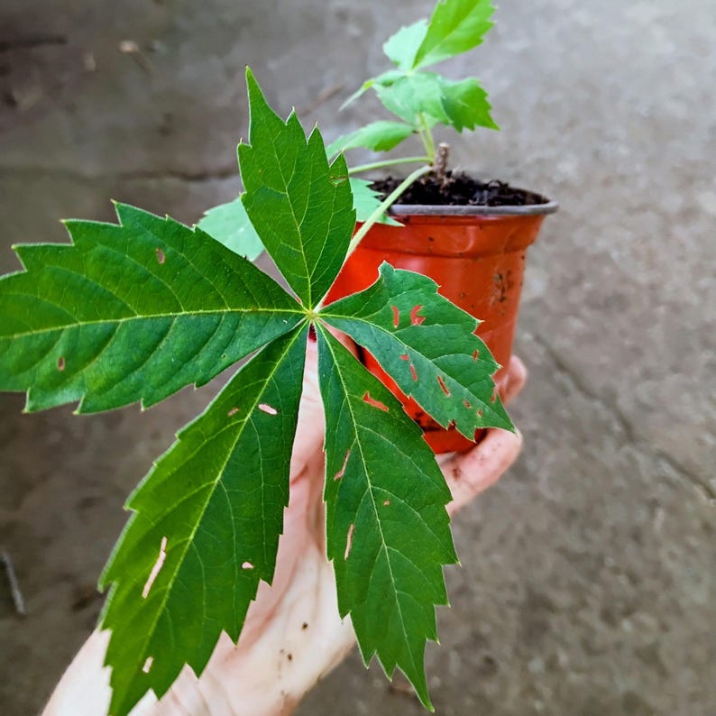 Parthenocissus quinquefolia — Virginia Creeper | Native Tennessee Vine, Live Plant