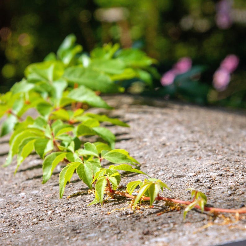 Parthenocissus quinquefolia — Virginia Creeper | Native Tennessee Vine, Live Plant