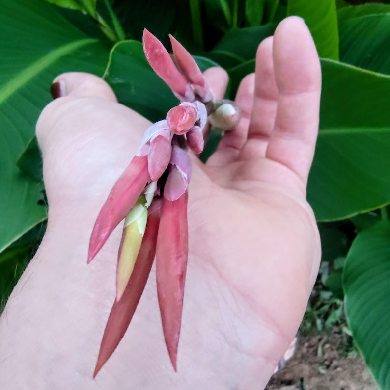 Canna indica — Indian Shot / Canna Lily | Tropical Ornamental Perennial, Live Plant