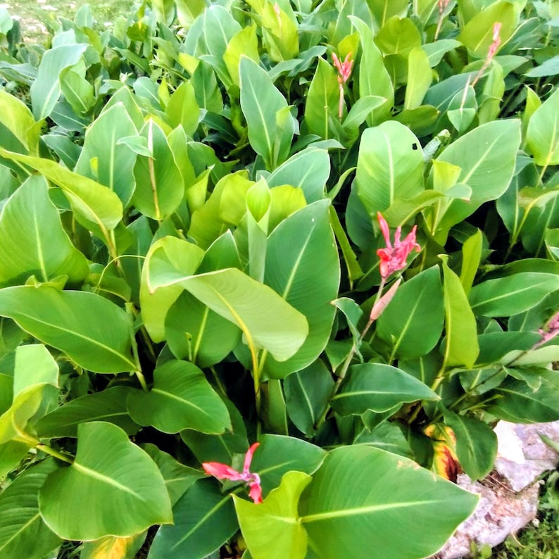 Canna indica — Indian Shot / Canna Lily | Tropical Ornamental Perennial, Live Plant