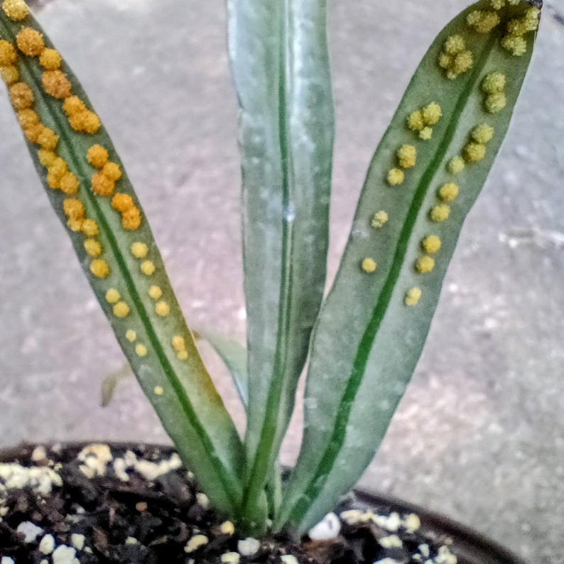Microsorum thailandicum — Blue Oil Fern, Live Plant