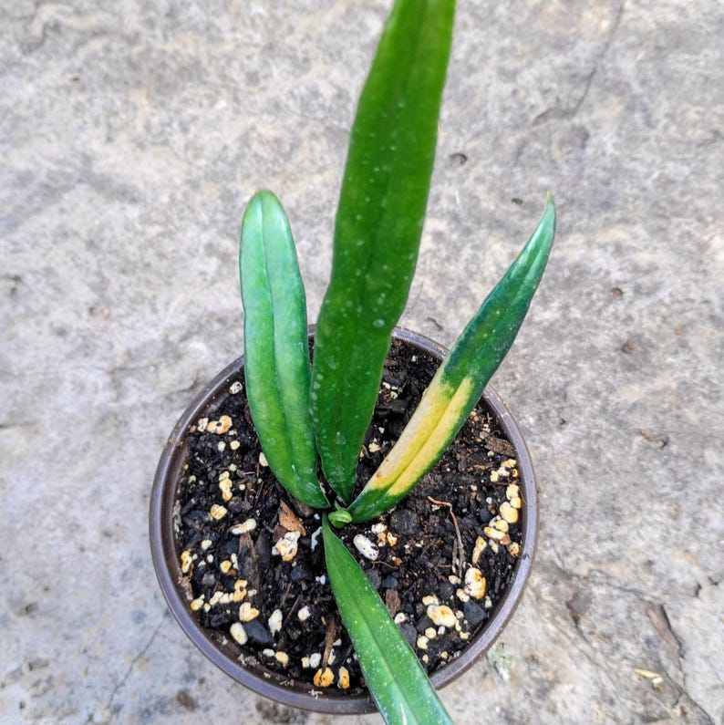 Microsorum thailandicum — Blue Oil Fern, Live Plant