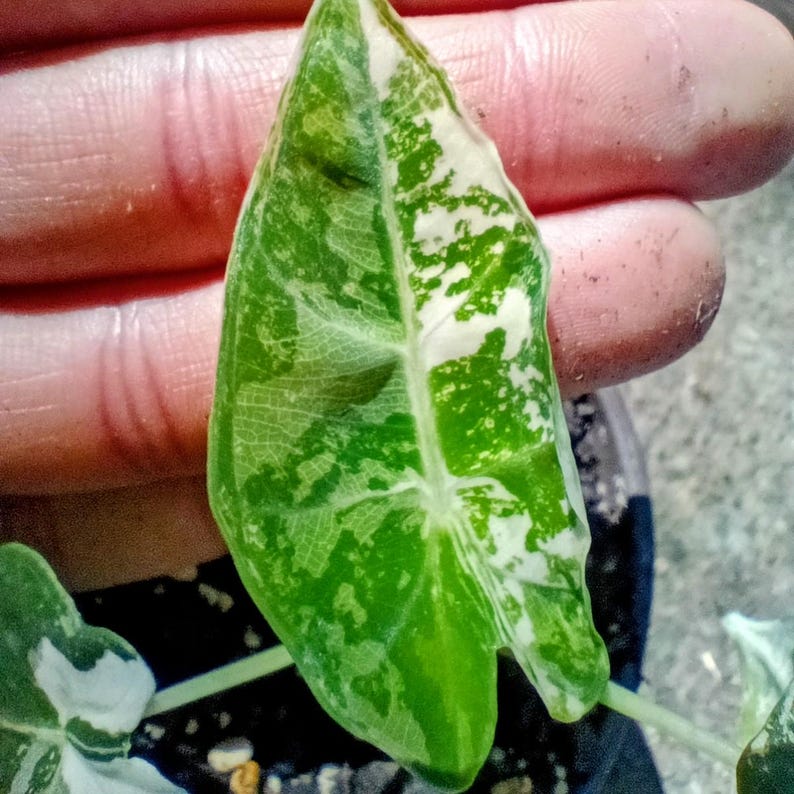 Alocasia 'Frydek' Variegata — Variegated Elephant Ear, Live Plant