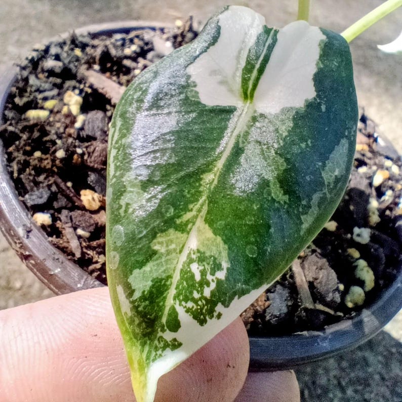 Alocasia 'Frydek' Variegata — Variegated Elephant Ear, Live Plant