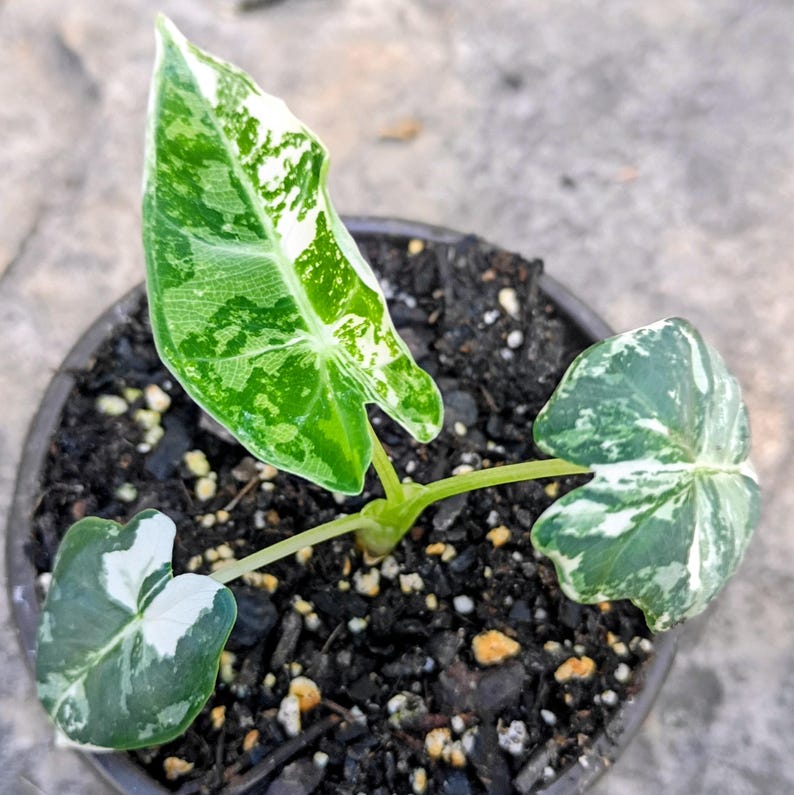 Alocasia 'Frydek' Variegata — Variegated Elephant Ear, Live Plant