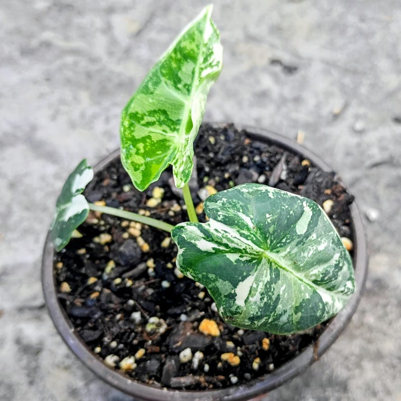 Alocasia 'Frydek' Variegata — Variegated Elephant Ear, Live Plant