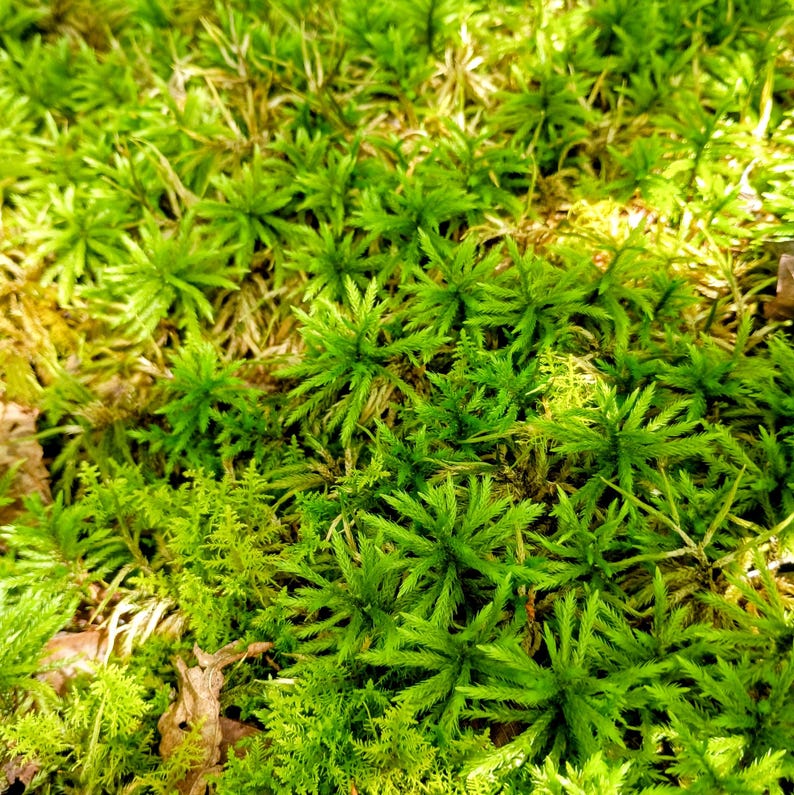 Climacium americanum — American Tree Moss | Native Woodland Moss, Live Vessel