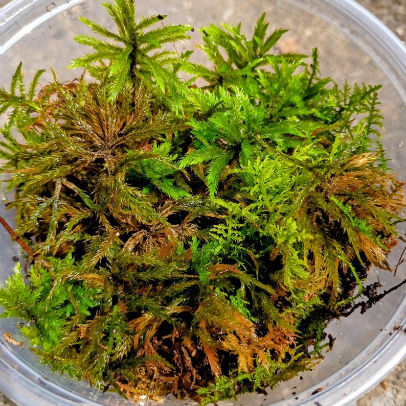 Climacium americanum — American Tree Moss | Native Woodland Moss, Live Vessel