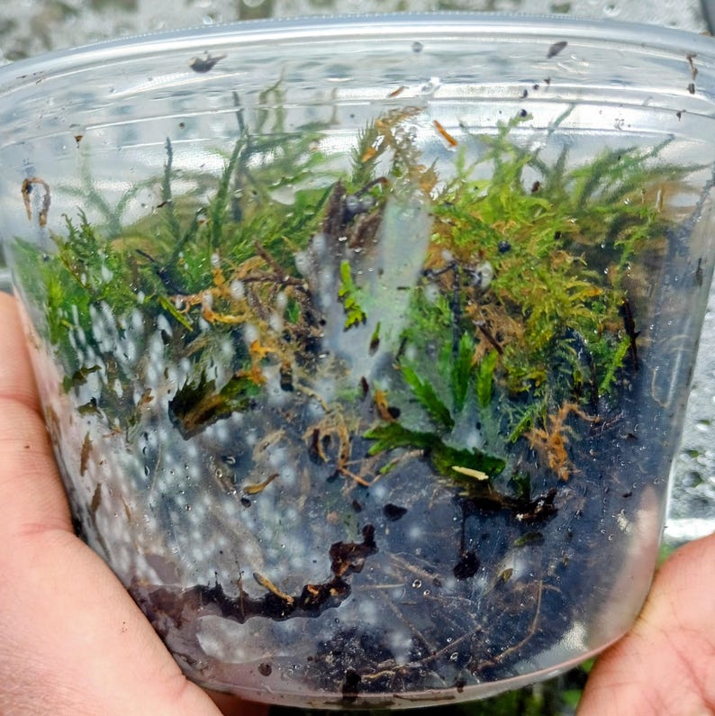 Climacium americanum — American Tree Moss | Native Woodland Moss, Live Vessel