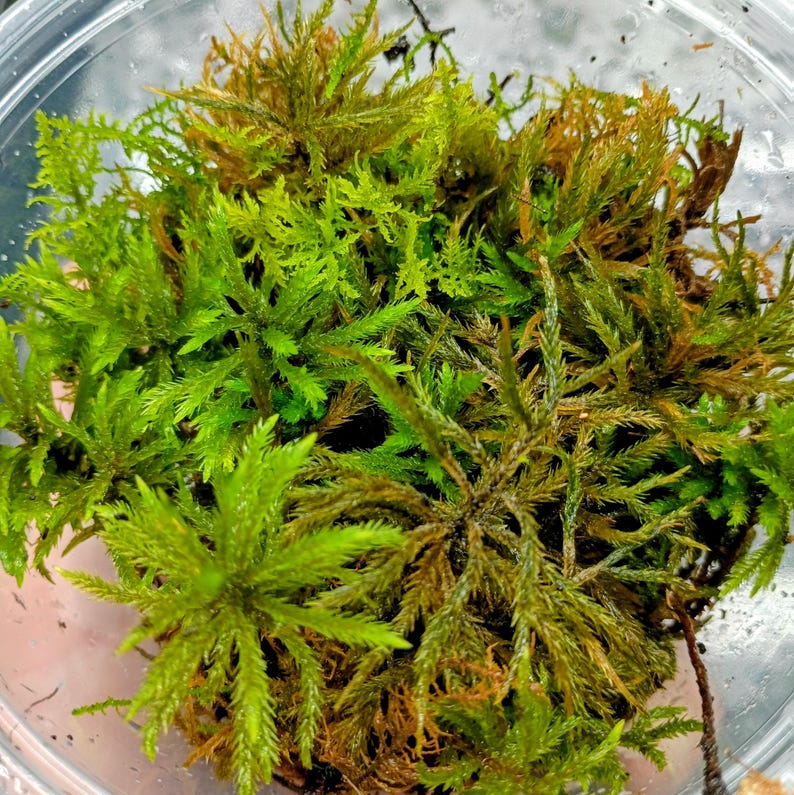 Climacium americanum — American Tree Moss | Native Woodland Moss, Live Vessel