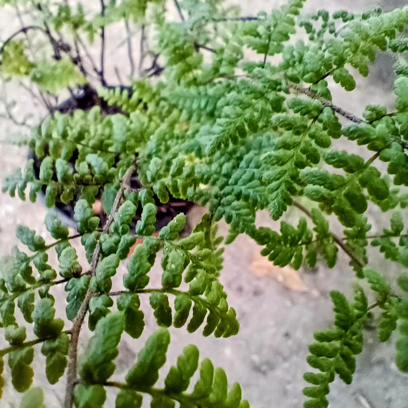 Myriopteris lanosa — Hairy Lip Fern | Native Tennessee Rock Garden Fern, Live Plant