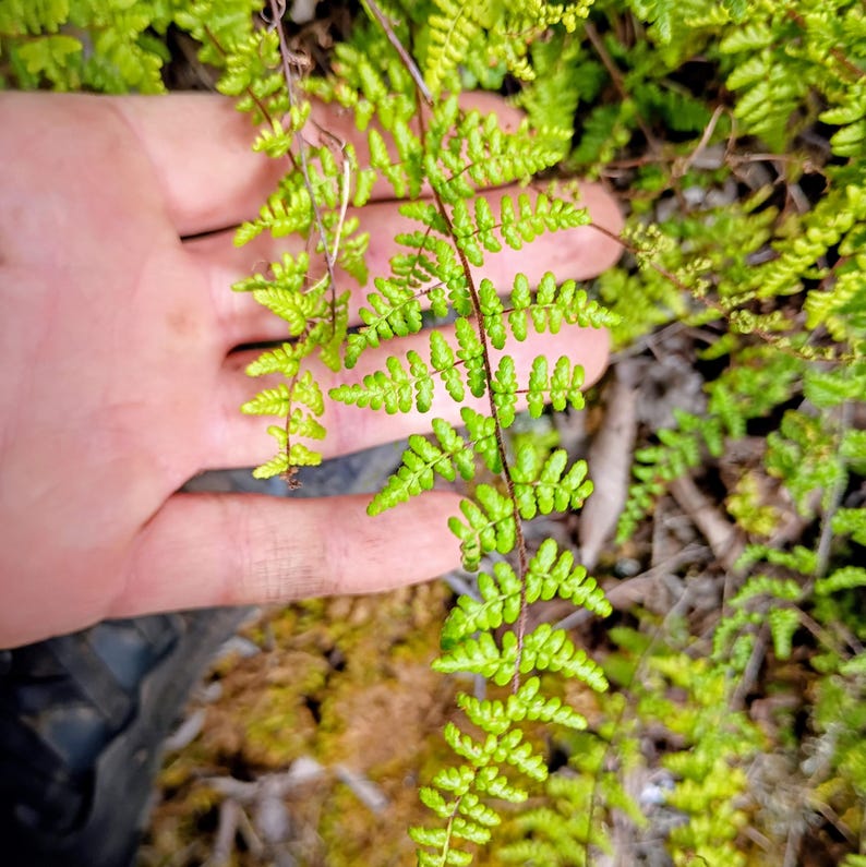 Myriopteris lanosa — Hairy Lip Fern | Native Tennessee Rock Garden Fern, Live Plant