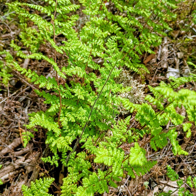 Myriopteris lanosa — Hairy Lip Fern | Native Tennessee Rock Garden Fern, Live Plant