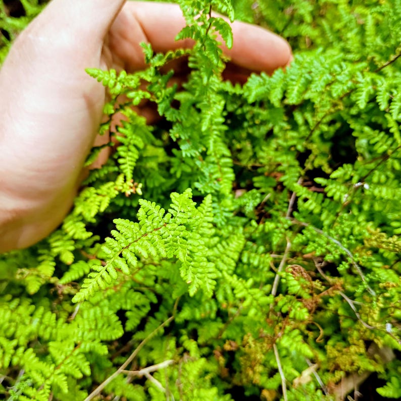 Myriopteris lanosa — Hairy Lip Fern | Native Tennessee Rock Garden Fern, Live Plant