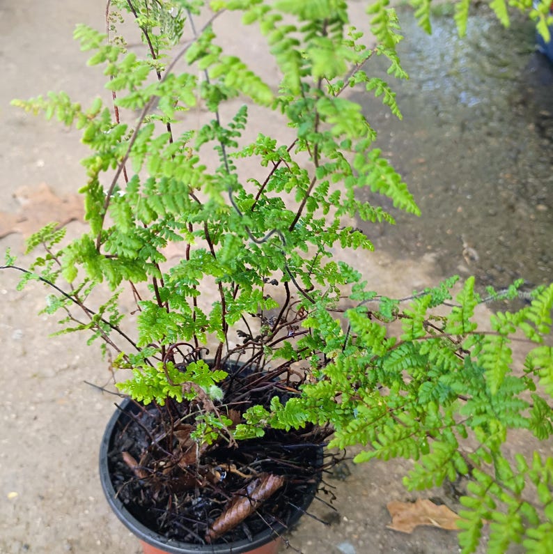 Myriopteris lanosa — Hairy Lip Fern | Native Tennessee Rock Garden Fern, Live Plant