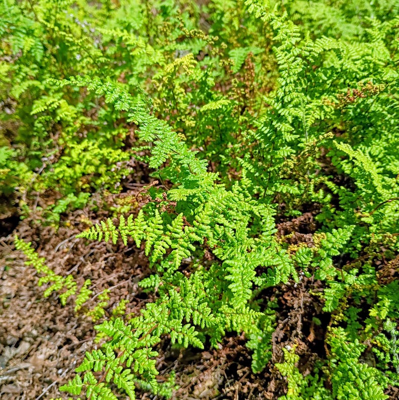 Myriopteris lanosa — Hairy Lip Fern | Native Tennessee Rock Garden Fern, Live Plant
