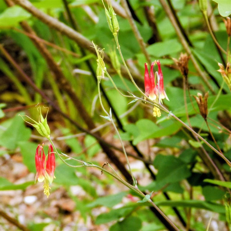Aquilegia canadensis — Eastern Red Columbine | Native Tennessee Perennial, Live Plant