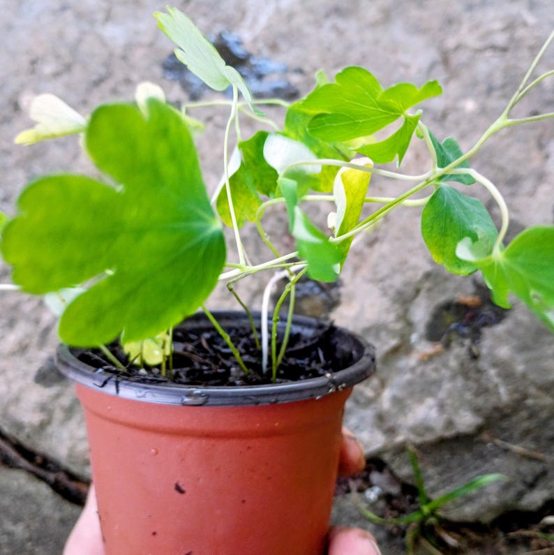 Aquilegia canadensis — Eastern Red Columbine | Native Tennessee Perennial, Live Plant