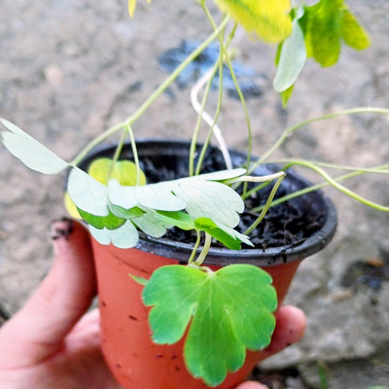 Aquilegia canadensis — Eastern Red Columbine | Native Tennessee Perennial, Live Plant