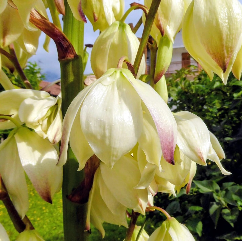 Yucca filamentosa — Adam's Needle | Native Tennessee Perennial, Live Plant