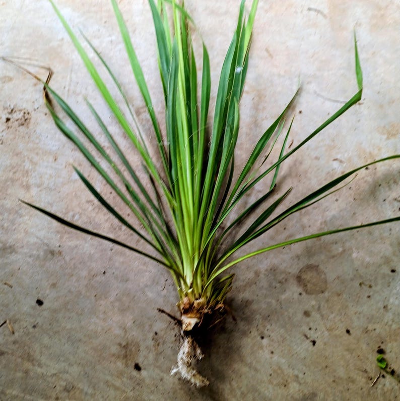 Yucca filamentosa — Adam's Needle | Native Tennessee Perennial, Live Plant
