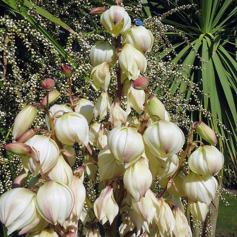 Yucca filamentosa — Adam's Needle | Native Tennessee Perennial, Live Plant