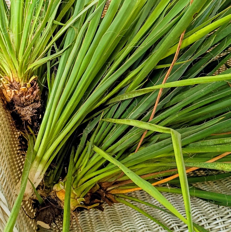 Yucca filamentosa — Adam's Needle | Native Tennessee Perennial, Live Plant