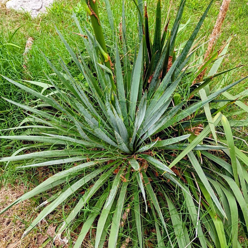 Yucca filamentosa — Adam's Needle | Native Tennessee Perennial, Live Plant