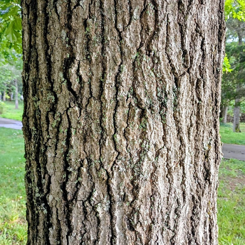 Quercus velutina — Black Oak | Native Tennessee Keystone Tree, Live Plant