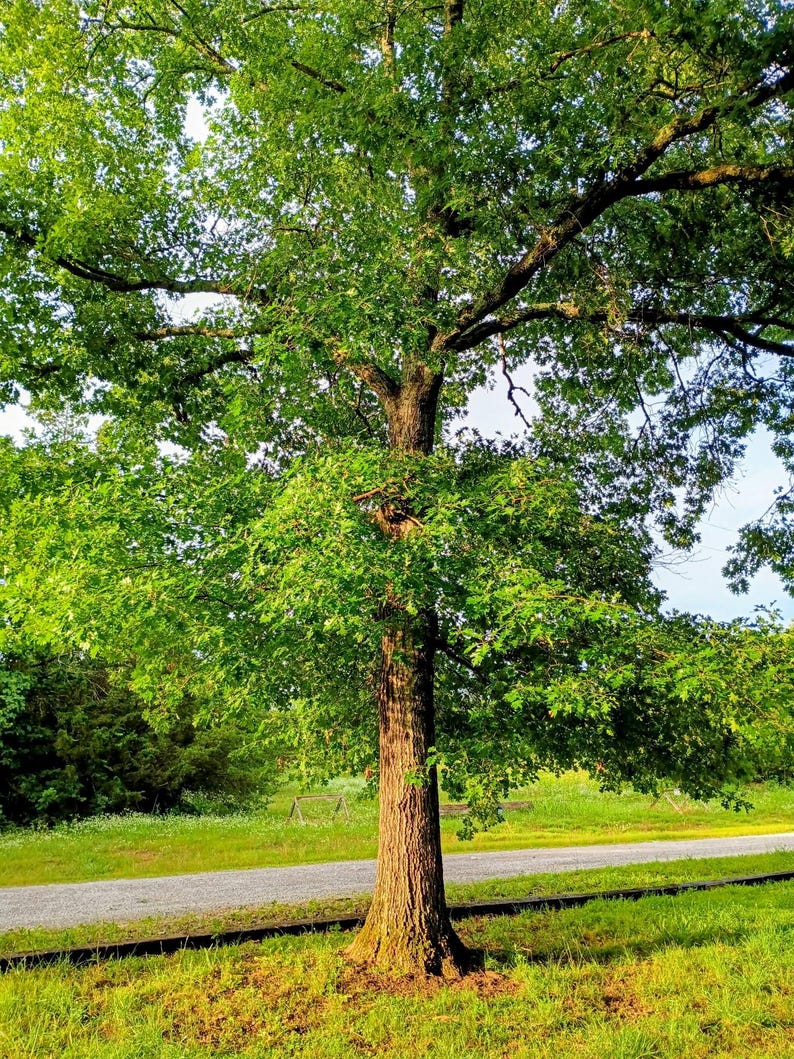 Quercus velutina — Black Oak | Native Tennessee Keystone Tree, Live Plant