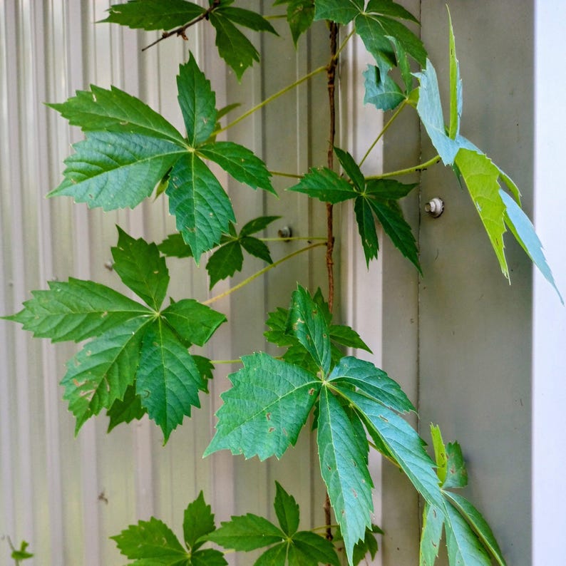 Parthenocissus quinquefolia — Virginia Creeper | Native Tennessee Vine, Live Plant
