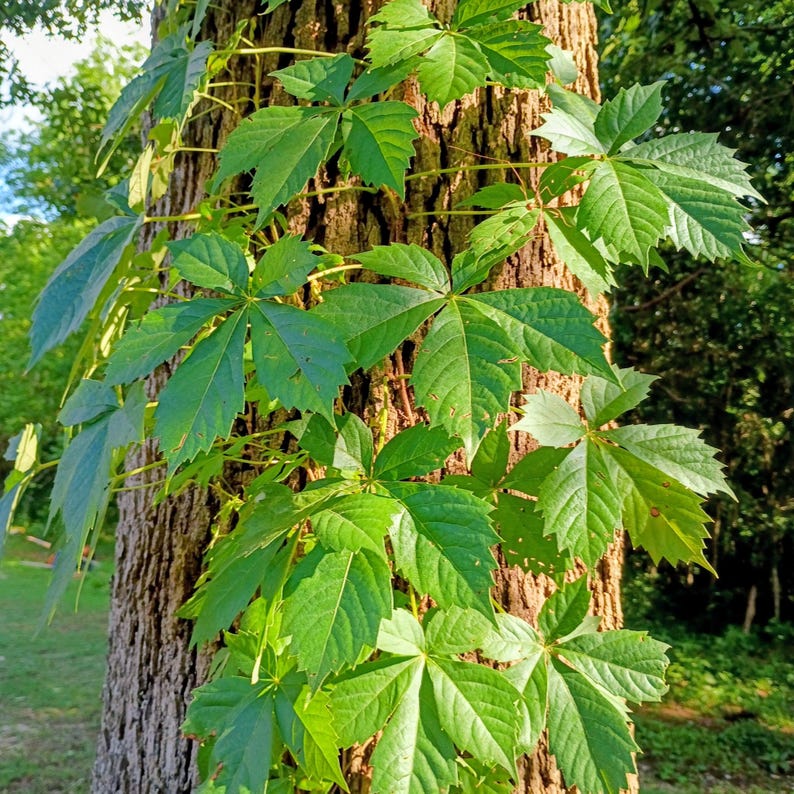 Parthenocissus quinquefolia — Virginia Creeper | Native Tennessee Vine, Live Plant