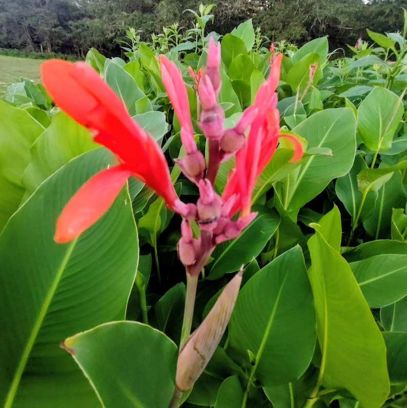 Canna indica — Indian Shot / Canna Lily | Tropical Ornamental Perennial, Live Plant