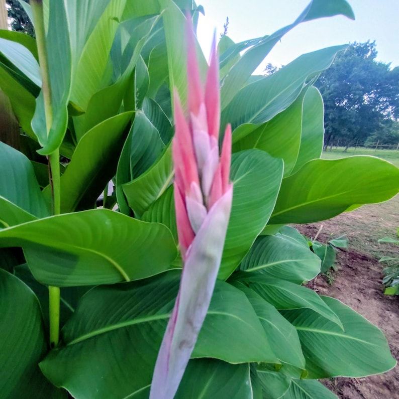 Canna indica — Indian Shot / Canna Lily | Tropical Ornamental Perennial, Live Plant